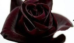 黑玫瑰在线观看,暗夜绽放的秘密